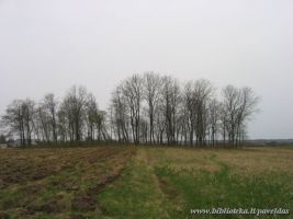 The old cemetery of the Virkuciu countryside